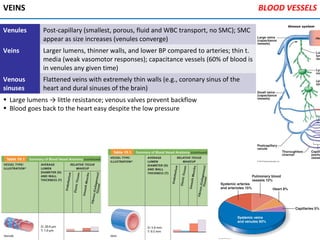 VEINS
• Large lumens → little resistance; venous valves prevent backflow
• Blood goes back to the heart easy despite the low pressure
Venules Post-capillary (smallest, porous, fluid and WBC transport, no SMC); SMC
appear as size increases (venules converge)
Veins Larger lumens, thinner walls, and lower BP compared to arteries; thin t.
media (weak vasomotor responses); capacitance vessels (60% of blood is
in venules any given time)
Venous
sinuses
Flattened veins with extremely thin walls (e.g., coronary sinus of the
heart and dural sinuses of the brain)
BLOOD VESSELS
 
