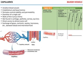 CAPILLARIES
• Smallest blood vessels
• Endothelium and basal lamina
• Pericytes control stability and permeability
• Diameter of a single cell
• Walls of thin tunica intima
• Not found in cartilage, epithelia, cornea, eye lens
• Direct access to almost every cell
• Exchange of gases, nutrients, wastes, hormones,
etc., between blood and interstitial fluid
BLOOD VESSELS
 