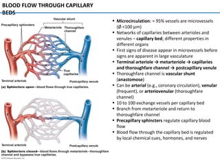 BLOOD FLOW THROUGH CAPILLARY
BEDS
• Microcirculation: ≈ 95% vessels are microvessels
(Ø <100 µm)
• Networks of capillaries between arterioles and
venules – capillary bed; different properties in
different organs
• First signs of disease appear in microvessels before
signs are apparent in large vasculature
• Terminal arteriole → metarteriole → capillaries
and thoroughfare channel → postcapillary venule
• Thoroughfare channel is vascular shunt
(anastomose)
• Can be arterial (e.g., coronary circulation), venular
(frequent), or arteriovenular (thoroughfare
channel)
• 10 to 100 exchange vessels per capillary bed
• Branch from metarteriole and return to
thoroughfare channel
• Precapillary sphincters regulate capillary blood
flow
• Blood flow through the capillary bed is regulated
by local chemical cues, hormones, and nerves
 