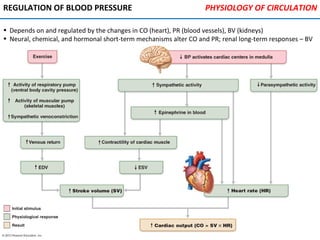 REGULATION OF BLOOD PRESSURE
• Depends on and regulated by the changes in CO (heart), PR (blood vessels), BV (kidneys)
• Neural, chemical, and hormonal short-term mechanisms alter CO and PR; renal long-term responses – BV
PHYSIOLOGY OF CIRCULATION
 