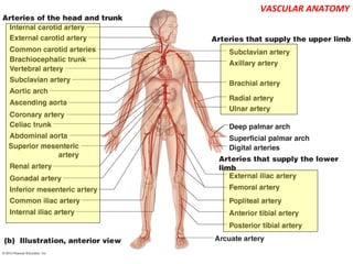 VASCULAR ANATOMY
 