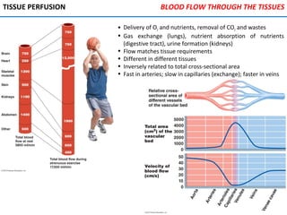 TISSUE PERFUSION
• Delivery of O2 and nutrients, removal of CO2 and wastes
• Gas exchange (lungs), nutrient absorption of nutrients
(digestive tract), urine formation (kidneys)
• Flow matches tissue requirements
• Different in different tissues
• Inversely related to total cross-sectional area
• Fast in arteries; slow in capillaries (exchange); faster in veins
BLOOD FLOW THROUGH THE TISSUES
 