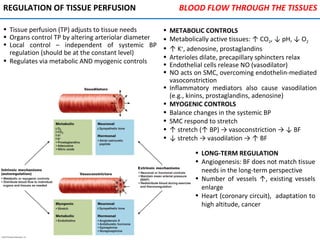 REGULATION OF TISSUE PERFUSION
• Tissue perfusion (TP) adjusts to tissue needs
• Organs control TP by altering arteriolar diameter
• Local control – independent of systemic BP
regulation (should be at the constant level)
• Regulates via metabolic AND myogenic controls
• METABOLIC CONTROLS
• Metabolically active tissues: ↑ CO2, ↓ pH, ↓ O2
• ↑ K+
, adenosine, prostaglandins
• Arterioles dilate, precapillary sphincters relax
• Endothelial cells release NO (vasodilator)
• NO acts on SMC, overcoming endothelin-mediated
vasoconstriction
• Inflammatory mediators also cause vasodilation
(e.g., kinins, prostaglandins, adenosine)
• MYOGENIC CONTROLS
• Balance changes in the systemic BP
• SMC respond to stretch
• ↑ stretch (↑ BP) → vasoconstriction → ↓ BF
• ↓ stretch → vasodilation → ↑ BF
• LONG-TERM REGULATION
• Angiogenesis: BF does not match tissue
needs in the long-term perspective
• Number of vessels ↑, existing vessels
enlarge
• Heart (coronary circuit), adaptation to
high altitude, cancer
BLOOD FLOW THROUGH THE TISSUES
 
