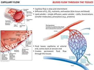 CAPILLARY FLOW
• Capillary flow is slow and intermittent
• Diffusion of O2, CO2, nutrients, and wastes (b/w tissue and blood)
• Lipid-soluble – simple diffusion; water-soluble – clefts, fenestrations
(smaller molecules), pinocytosis (e.g., proteins)
• Fluid leaves capillaries at arterial
end, comes back at venular end
• Creates permanent fluid flow
through the tissues
BLOOD FLOW THROUGH THE TISSUES
 
