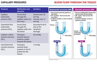 CAPILLARY PRESSURES
Pressure Mechanism and
direction
Numbers
Capillary
hydrostatic
pressure (HPc)
Forces fluid
through the
capillary walls into
the tissue
Arterial end: 35
mm Hg
Venular end: 17
mm Hg
Interstitial fluid
hydrostatic
pressure (HPif)
Forces fluid
through the
capillary walls into
the blood
Assumed to be 0
due to the
lymphatic
drainage
Capillary colloid
osmotic pressure
(OPc)
Fluid goes
towards plasma
proteins; pulled
towards the blood
26 mmHg
Interstitial fluid
osmotic pressure
(OPif)
Fluid goes
towards (low)
proteins in the IF;
pulled into the
tissues
1 mmHg
BLOOD FLOW THROUGH THE TISSUES
 