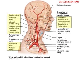 VASCULAR ANATOMY
 