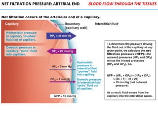 NET FILTRATION PRESSURE: ARTERIAL END BLOOD FLOW THROUGH THE TISSUES
 