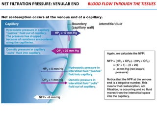 NET FILTRATION PRESSURE: VENULAR END BLOOD FLOW THROUGH THE TISSUES
 