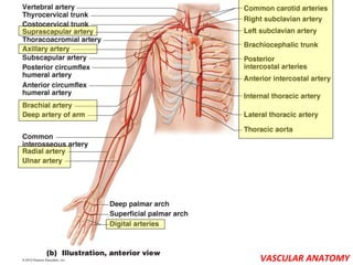 VASCULAR ANATOMY
 