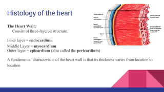 Histology of the heart
The Heart Wall:
Consist of three-layered structure.
Inner layer = endocardium
Middle Layer = myocardium
Outer layer = epicardium (also called the pericardium)
A fundamental characteristic of the heart wall is that its thickness varies from location to
location
 