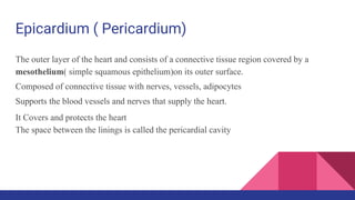 Epicardium ( Pericardium)
The outer layer of the heart and consists of a connective tissue region covered by a
mesothelium( simple squamous epithelium)on its outer surface.
Composed of connective tissue with nerves, vessels, adipocytes
Supports the blood vessels and nerves that supply the heart.
It Covers and protects the heart
The space between the linings is called the pericardial cavity
 