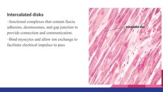 Intercalated disks
–Junctional complexes that contain fascia
adherens, desmosomes, and gap junction to
provide connection and communication.
–Bind myocytes and allow ion exchange to
facilitate electrical impulses to pass
 