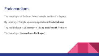 Endocardium
The inner layer of the heart. blood vessels. and itself is layered.
By inner layer Simple squamous epithelium (Endothelium)
The middle layer is (Connective Tissue and Smooth Muscle)
The outer layer (Subendocardial Layer)
 