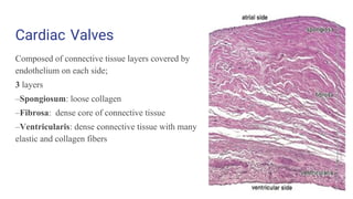 Cardiac Valves
Composed of connective tissue layers covered by
endothelium on each side;
3 layers
–Spongiosum: loose collagen
–Fibrosa: dense core of connective tissue
–Ventricularis: dense connective tissue with many
elastic and collagen fibers
 