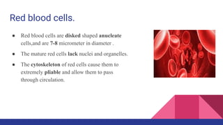 Red blood cells.
● Red blood cells are disked shaped anucleate
cells,and are 7-8 micrometer in diameter .
● The mature red cells lack nuclei and organelles.
● The cytoskeleton of red cells cause them to
extremely pliable and allow them to pass
through circulation.
 