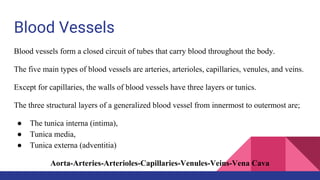 Blood Vessels
Blood vessels form a closed circuit of tubes that carry blood throughout the body.
The five main types of blood vessels are arteries, arterioles, capillaries, venules, and veins.
Except for capillaries, the walls of blood vessels have three layers or tunics.
The three structural layers of a generalized blood vessel from innermost to outermost are;
● The tunica interna (intima),
● Tunica media,
● Tunica externa (adventitia)
Aorta-Arteries-Arterioles-Capillaries-Venules-Veins-Vena Cava
 