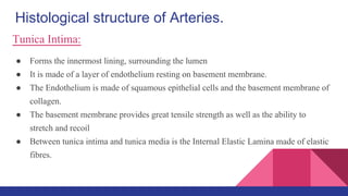 Tunica Intima:
● Forms the innermost lining, surrounding the lumen
● It is made of a layer of endothelium resting on basement membrane.
● The Endothelium is made of squamous epithelial cells and the basement membrane of
collagen.
● The basement membrane provides great tensile strength as well as the ability to
stretch and recoil
● Between tunica intima and tunica media is the Internal Elastic Lamina made of elastic
fibres.
Histological structure of Arteries.
 