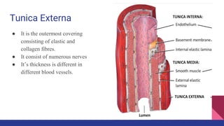 Tunica Externa
● It is the outermost covering
consisting of elastic and
collagen fibres.
● It consist of numerous nerves
● It’s thickness is different in
different blood vessels.
 