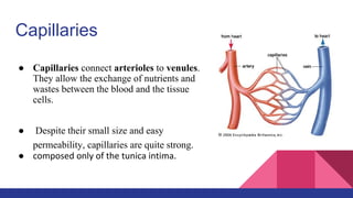 Capillaries
● Capillaries connect arterioles to venules.
They allow the exchange of nutrients and
wastes between the blood and the tissue
cells.
● Despite their small size and easy
permeability, capillaries are quite strong.
● composed only of the tunica intima.
 