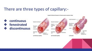 There are three types of capillary:-
❖ continuous
❖ fenestrated
❖ discontinuous
 