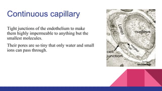 Continuous capillary
Tight junctions of the endothelium to make
them highly impermeable to anything but the
smallest molecules.
Their pores are so tiny that only water and small
ions can pass through.
 
