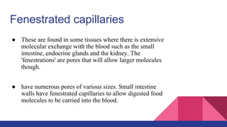 Fenestrated capillaries
● These are found in some tissues where there is extensive
molecular exchange with the blood such as the small
intestine, endocrine glands and the kidney. The
'fenestrations' are pores that will allow larger molecules
though.
● have numerous pores of various sizes. Small intestine
walls have fenestrated capillaries to allow digested food
molecules to be carried into the blood.
 