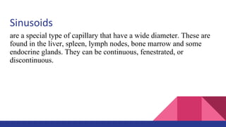 Sinusoids
are a special type of capillary that have a wide diameter. These are
found in the liver, spleen, lymph nodes, bone marrow and some
endocrine glands. They can be continuous, fenestrated, or
discontinuous.
 