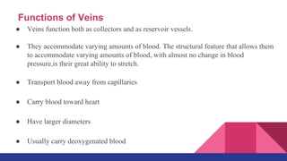 ● Veins function both as collectors and as reservoir vessels.
● They accommodate varying amounts of blood. The structural feature that allows them
to accommodate varying amounts of blood, with almost no change in blood
pressure,is their great ability to stretch.
● Transport blood away from capillaries
● Carry blood toward heart
● Have larger diameters
● Usually carry deoxygenated blood
Functions of Veins
 