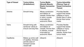 Type of Vessel Tunica Intima
(Endothelium)
Tunica Media
(Smooth Muscle;
Elastic Connective
Tissue)
Tunica Adventitia
(Fibrous Type of
Vessel Connective
Tissue)
Arteries Smooth lining Allows constriction
and dilation of
vessels; thicker than
in veins; muscle
innervated by
autonomic fibers
Provides flexible
support that resists
collapse or injury;
thicker than in veins;
thinner than tunica
media
Veins Smooth lining with
semilunar valves to
ensure one-way flow
Allows constriction
and dilation of
vessels; thinner than
in arteries; muscle
innervated by
autonomic fibers
Provides flexible
support that resists
collapse or injury;
thinner than in
arteries; thicker than
tunica media
Capillaries Makes up entire wall
of capillary; thinness
permits ease of
transport across
vessel wall
(Absent) (Absent)
 