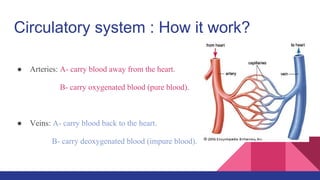 Circulatory system : How it work?
● Arteries: A- carry blood away from the heart.
B- carry oxygenated blood (pure blood).
● Veins: A- carry blood back to the heart.
B- carry deoxygenated blood (impure blood).
 