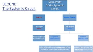 SECOND:
The Systemic Circuit
 