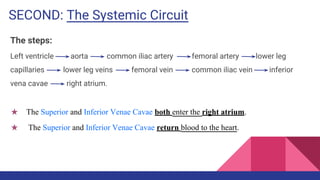 SECOND: The Systemic Circuit
The steps:
Left ventricle aorta common iliac artery femoral artery lower leg
capillaries lower leg veins femoral vein common iliac vein inferior
vena cavae right atrium.
★ The Superior and Inferior Venae Cavae both enter the right atrium.
★ The Superior and Inferior Venae Cavae return blood to the heart.
 