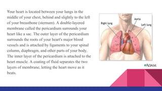 Your heart is located between your lungs in the
middle of your chest, behind and slightly to the left
of your breastbone (sternum). A double-layered
membrane called the pericardium surrounds your
heart like a sac. The outer layer of the pericardium
surrounds the roots of your heart's major blood
vessels and is attached by ligaments to your spinal
column, diaphragm, and other parts of your body.
The inner layer of the pericardium is attached to the
heart muscle. A coating of fluid separates the two
layers of membrane, letting the heart move as it
beats.
 