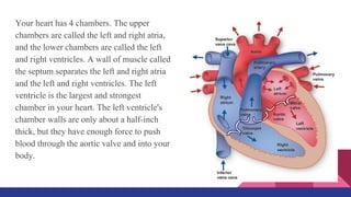 Your heart has 4 chambers. The upper
chambers are called the left and right atria,
and the lower chambers are called the left
and right ventricles. A wall of muscle called
the septum separates the left and right atria
and the left and right ventricles. The left
ventricle is the largest and strongest
chamber in your heart. The left ventricle's
chamber walls are only about a half-inch
thick, but they have enough force to push
blood through the aortic valve and into your
body.
 
