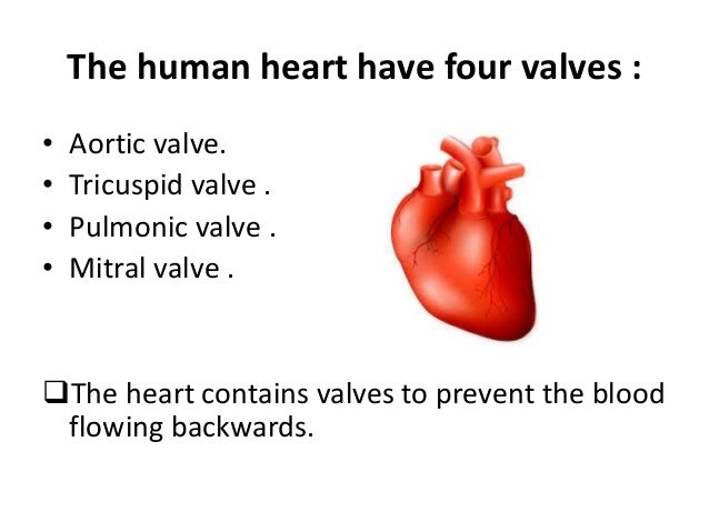 Cardiovascular system