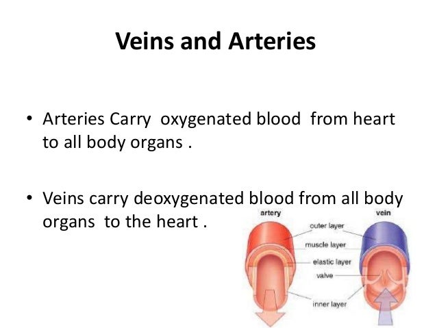 Cardiovascular system