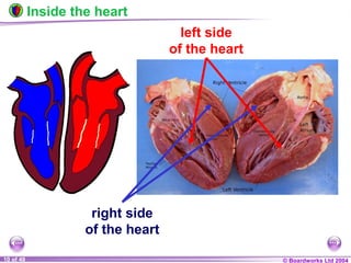 © Boardworks Ltd 200410 of 49
Inside the heart
right side
of the heart
left side
of the heart
 