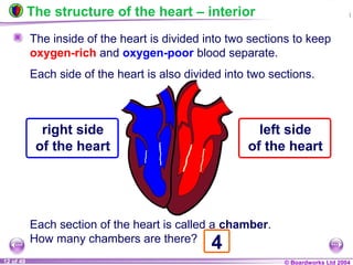 © Boardworks Ltd 200412 of 49
The structure of the heart – interior
The inside of the heart is divided into two sections to keep
oxygen-rich and oxygen-poor blood separate.
Each side of the heart is also divided into two sections.
Each section of the heart is called a chamber.
How many chambers are there?
right side
of the heart
left side
of the heart
4
 