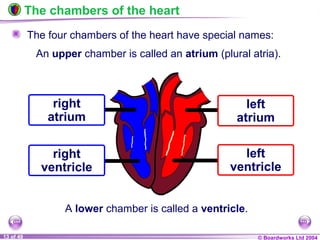 © Boardworks Ltd 200413 of 49
The chambers of the heart
The four chambers of the heart have special names:
A lower chamber is called a ventricle.
An upper chamber is called an atrium (plural atria).
right
ventricle
right
atrium
left
ventricle
left
atrium
 