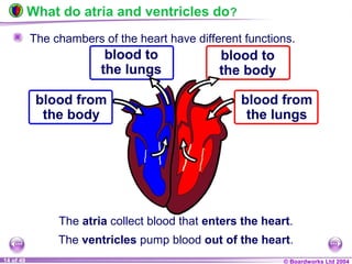 © Boardworks Ltd 200414 of 49
What do atria and ventricles do?
The chambers of the heart have different functions.
The atria collect blood that enters the heart.
The ventricles pump blood out of the heart.
blood to
the body
blood from
the body
blood to
the lungs
blood from
the lungs
 