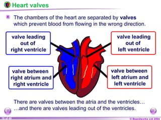 © Boardworks Ltd 200416 of 49
The chambers of the heart are separated by valves
which prevent blood from flowing in the wrong direction.
Heart valves
There are valves between the atria and the ventricles…
…and there are valves leading out of the ventricles.
valve between
right atrium and
right ventricle
valve between
left atrium and
left ventricle
valve leading
out of
right ventricle
valve leading
out of
left ventricle
 