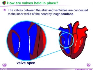 © Boardworks Ltd 200417 of 49
How are valves held in place?
The valves between the atria and ventricles are connected
to the inner walls of the heart by tough tendons.
valve open
 