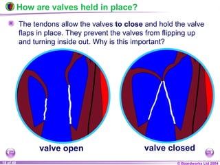 © Boardworks Ltd 200418 of 49
How are valves held in place?
The tendons allow the valves to close and hold the valve
flaps in place. They prevent the valves from flipping up
and turning inside out. Why is this important?
valve open valve closed
 