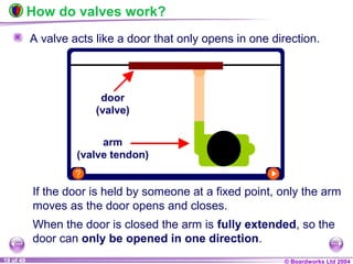 © Boardworks Ltd 200419 of 49
How do valves work?
A valve acts like a door that only opens in one direction.
If the door is held by someone at a fixed point, only the arm
moves as the door opens and closes.
When the door is closed the arm is fully extended, so the
door can only be opened in one direction.
 
