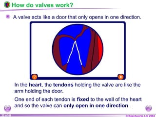© Boardworks Ltd 200420 of 49
How do valves work?
A valve acts like a door that only opens in one direction.
In the heart, the tendons holding the valve are like the
arm holding the door.
One end of each tendon is fixed to the wall of the heart
and so the valve can only open in one direction.
 