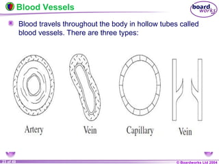 © Boardworks Ltd 200423 of 49
Blood travels throughout the body in hollow tubes called
blood vessels. There are three types:
Blood Vessels
 
