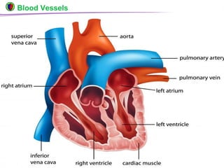 © Boardworks Ltd 200424 of 49
Blood Vessels
 