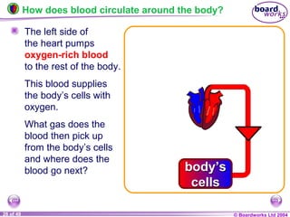 © Boardworks Ltd 200426 of 49
How does blood circulate around the body?
The left side of
the heart pumps
oxygen-rich blood
to the rest of the body.
This blood supplies
the body’s cells with
oxygen.
What gas does the
blood then pick up
from the body’s cells
and where does the
blood go next? body’s
cells
body’s
cells
 