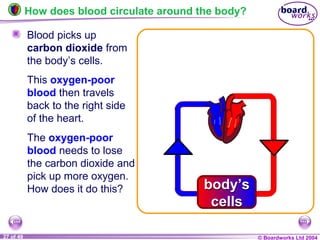 © Boardworks Ltd 200427 of 49
The oxygen-poor
blood needs to lose
the carbon dioxide and
pick up more oxygen.
How does it do this?
How does blood circulate around the body?
Blood picks up
carbon dioxide from
the body’s cells.
This oxygen-poor
blood then travels
back to the right side
of the heart.
body’s
cells
body’s
cells
 
