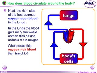 © Boardworks Ltd 200428 of 49
lungslungs
Where does this
oxygen-rich blood
then travel to?
How does blood circulate around the body?
Next, the right side
of the heart pumps
oxygen-poor blood
to the lungs.
In the lungs the blood
gets rid of the waste
carbon dioxide and
collects more oxygen.
body’s
cells
body’s
cells
 
